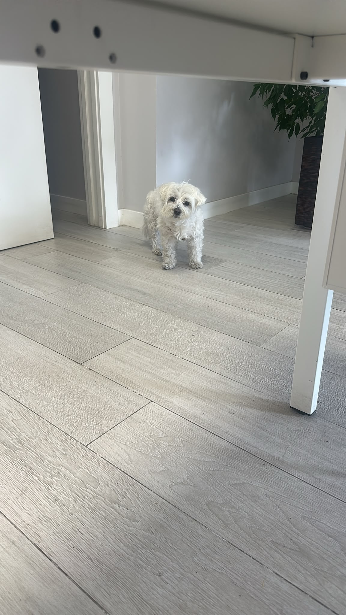 Niky, la mascota de la oficina. También ofrecemos seguros para mascotas